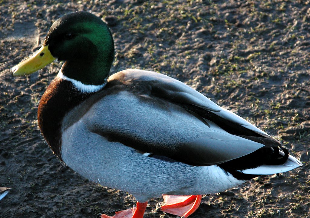 Mallard 06