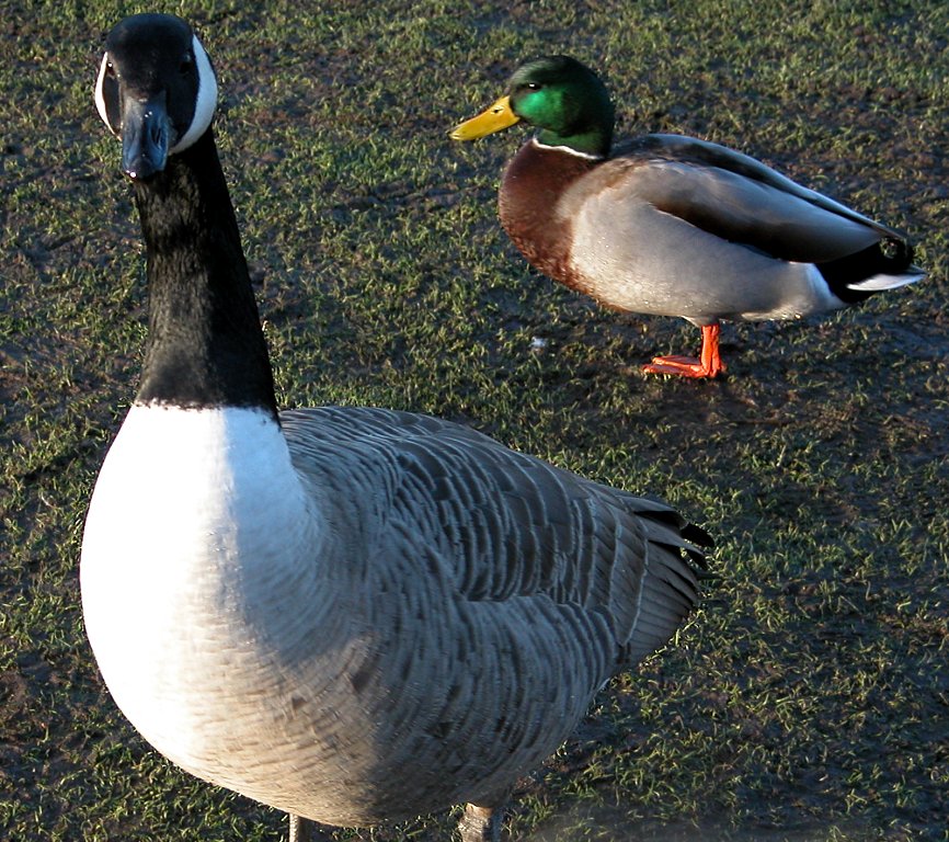 Goose 04
