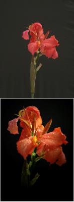 Canna Lily before and after.jpg