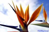 Bird of Paradise 3