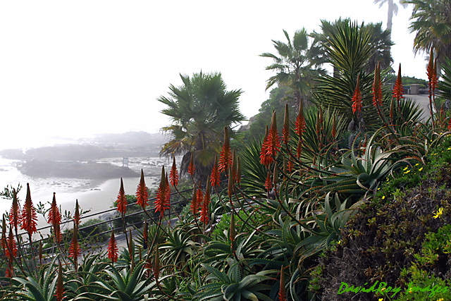 Laguna Beach Foggy