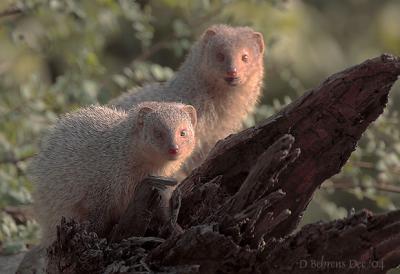 Grey Mongoose Mother and cub.jpg