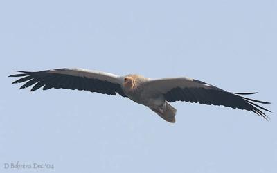 Egyptian Vulture.jpg