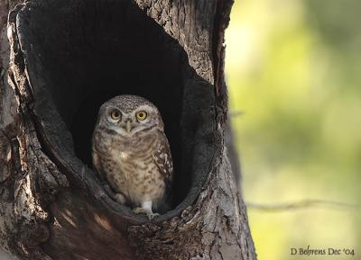 Spotted_Owlet.jpg