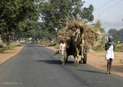 Camel cart.jpg