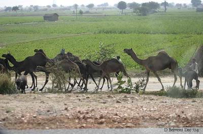 Camel herding.jpg