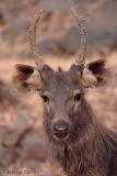 Sambar young buck.jpg