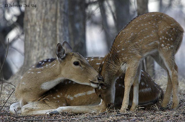 Chital doe and fawn.jpg