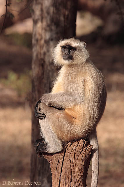 Hanuman Langur.jpg