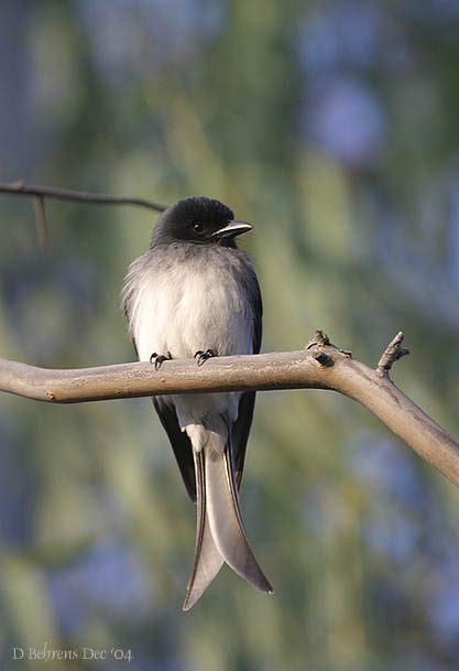 White-bellied Drongo.jpg