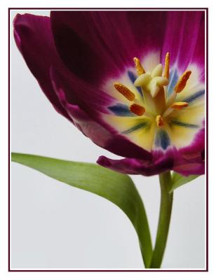 Purple Tulip1.jpg