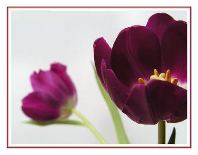 purple tulips sharp  blurry1.jpg
