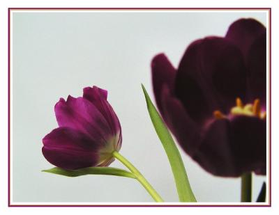 purple tulips blurry  sharp1.jpg