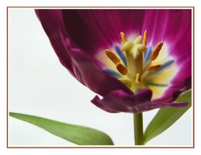 purple tulip landscape1.jpg