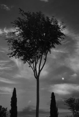 big tree tiny moon1.jpg