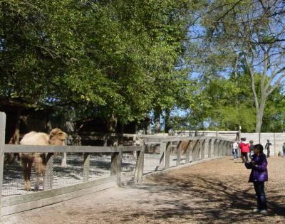 Nashville Petting Zoo