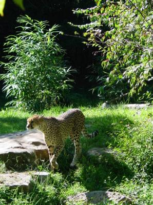 Cheetah patroling