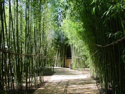 Bamboo Trails