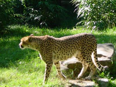 Cheetah on patrol