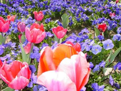 Centennial Park Tulips