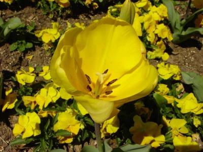 u16/deadelvis/medium/42078214.spring4Medium.jpg