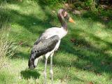 One of many birds