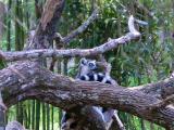 Ring tailed Lemur