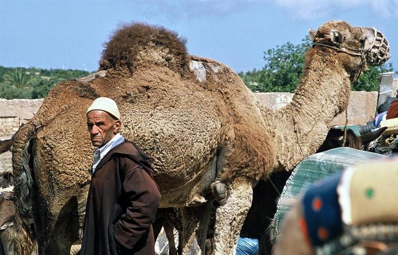 Souk rural  Ad Drah - Vendeur de dromadaires Large.tif