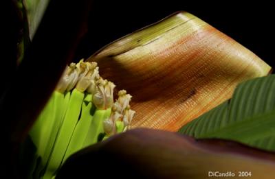 blooming banana copy.jpg