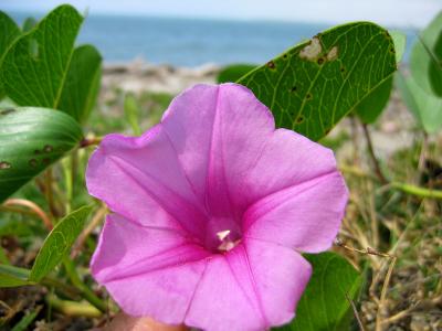 Fleurs  ,   Flower