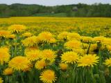  Fleurs  ,   Flower