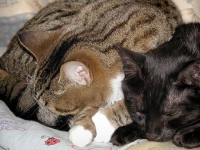 Dixie and ebony sleep