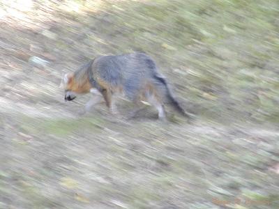 Trotting Fox.jpg