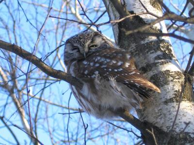 Nyctale de Tengmalm (Longueuil, 27/01/05)