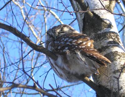 Nyctale de Tengmalm (Longueuil, 27/01/05)