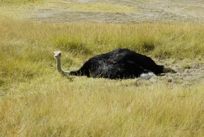 Ostrich on nest