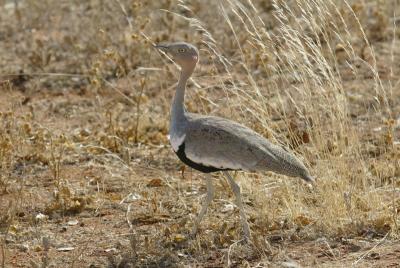 Crested Bustard