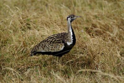 u16/deseml/medium/7702126.07HartlaubsBustard5350.jpg