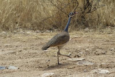 White-Bellied Bustard