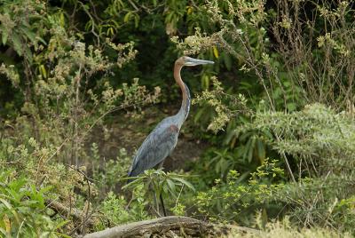 Goliath Heron