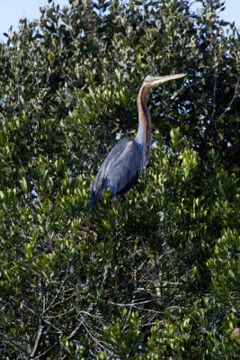 Purple Heron