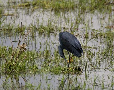 Black heron