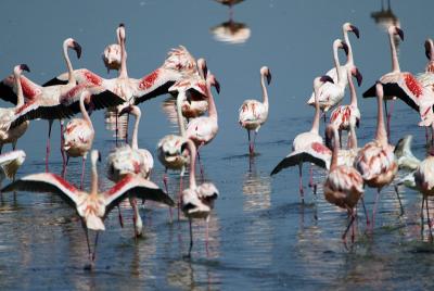 Flamingos