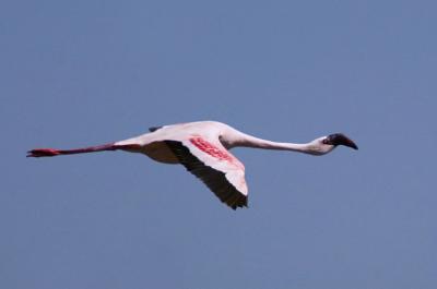 Lesser flamingo flying