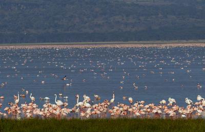 Lake Nakuru flamingos