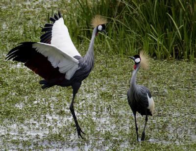 Gray-Crowned Crane courtship display