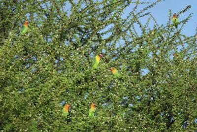 u16/deseml/medium/7732639.03Lovebirds5269.jpg