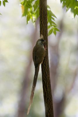 Speckled mousebird