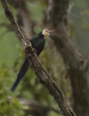 Coucals, lovebirds, hornbills, etc