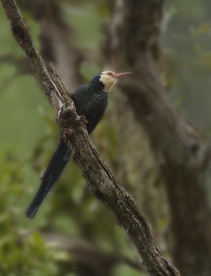 White-headed wood-hoopoe